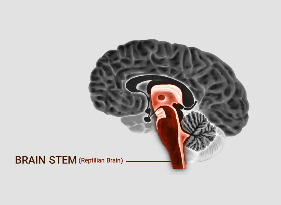 brain stem